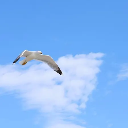 Libeccio N 5 Vacanze * ليفورنو